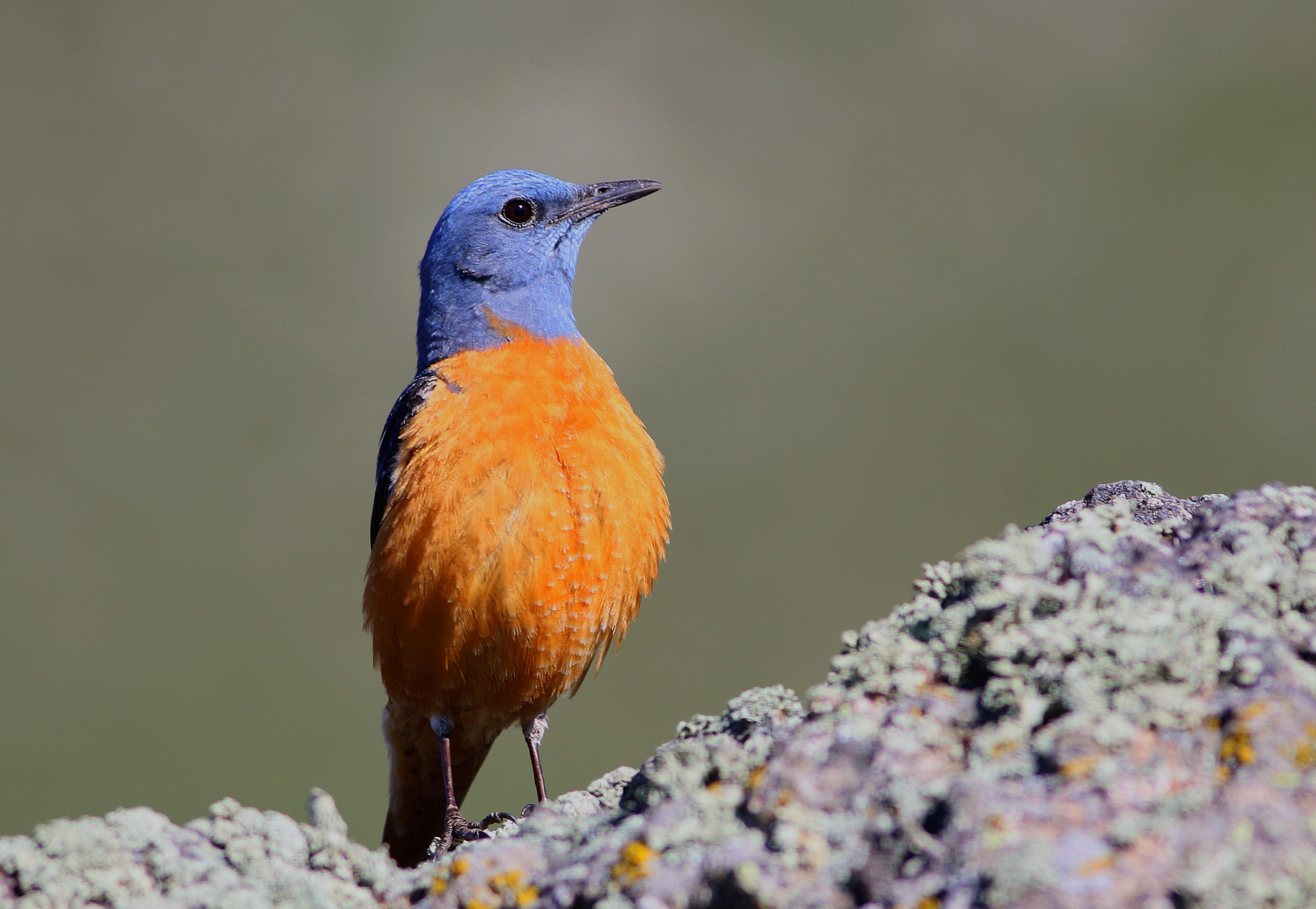 Rufous-tailed Rock-Thrush